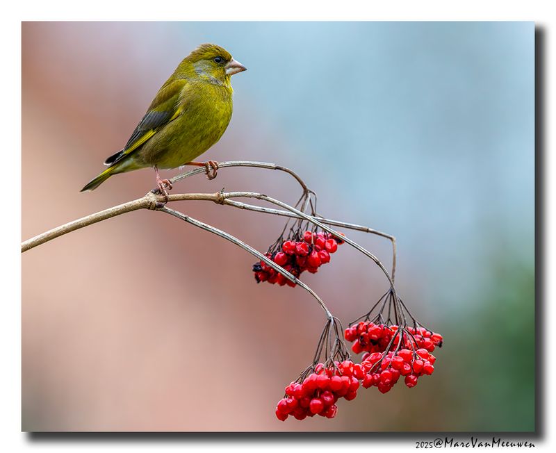 Groenling - Greenfinch
