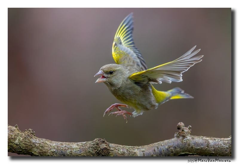 Groenling - Greenfinch