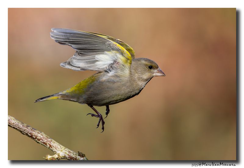 Groenling - Greenfinch