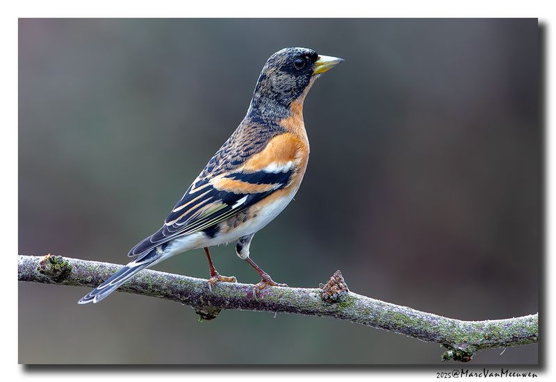 Keep - Brambling