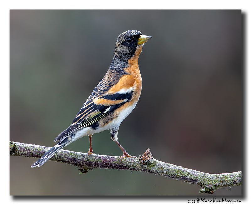 Keep - Brambling