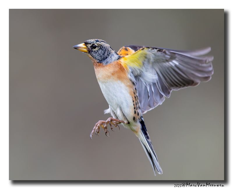 Keep - Brambling