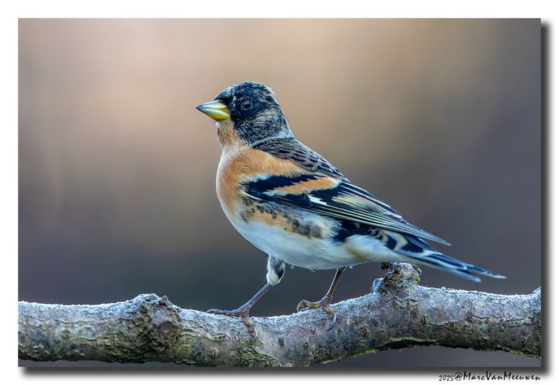 Keep - Brambling