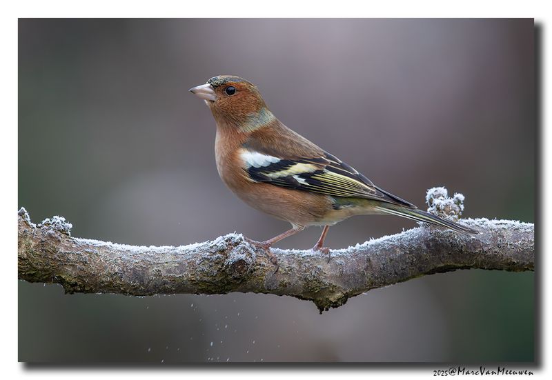 Vink - Chaffinch