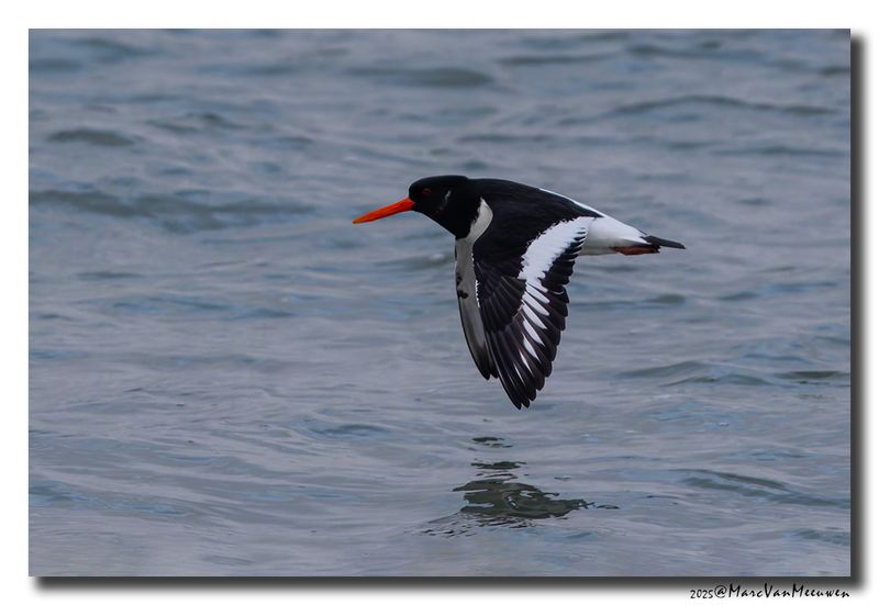 Scholekster - Oystercatcher