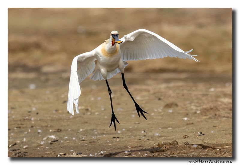 Lepelaar - Spoonbill