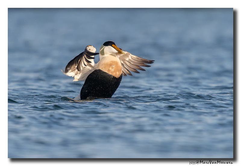 Eider - Common Eider 