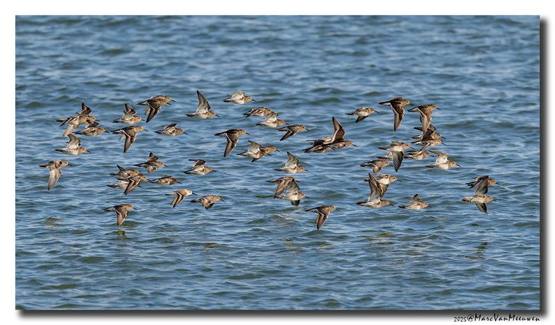 Paarse Strandloper - Purple Sandpiper