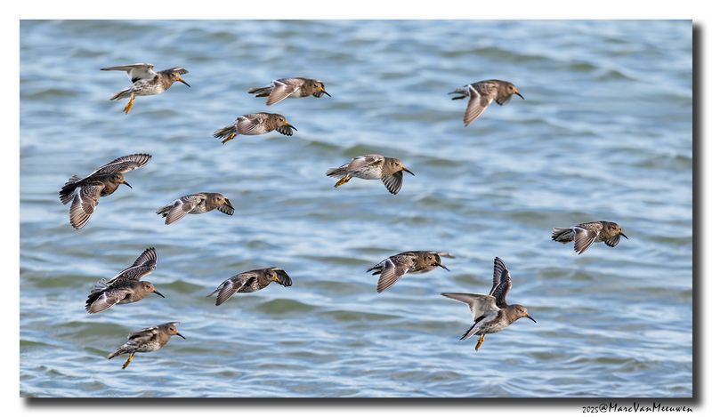 Paarse Strandloper - Purple Sandpiper