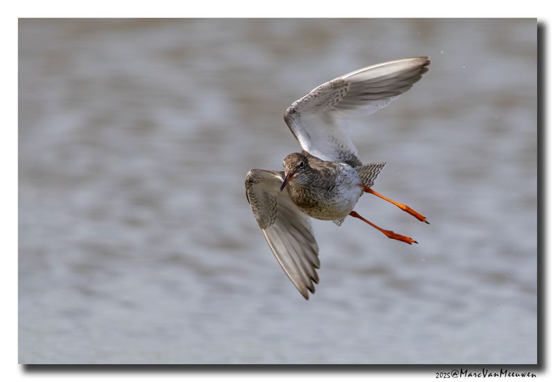 Tureluur - Redshank