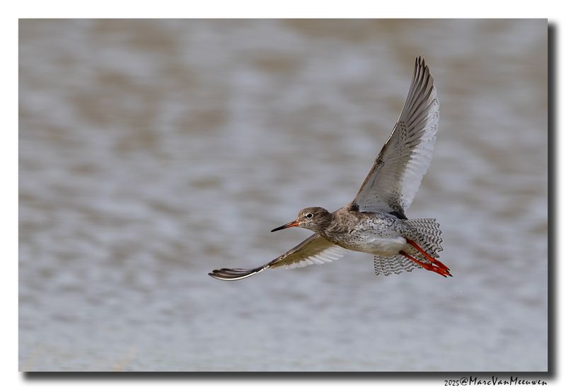 Tureluur - Redshank