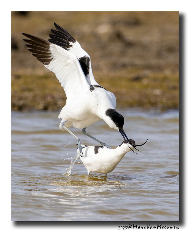 Kluut- Pied Avocet