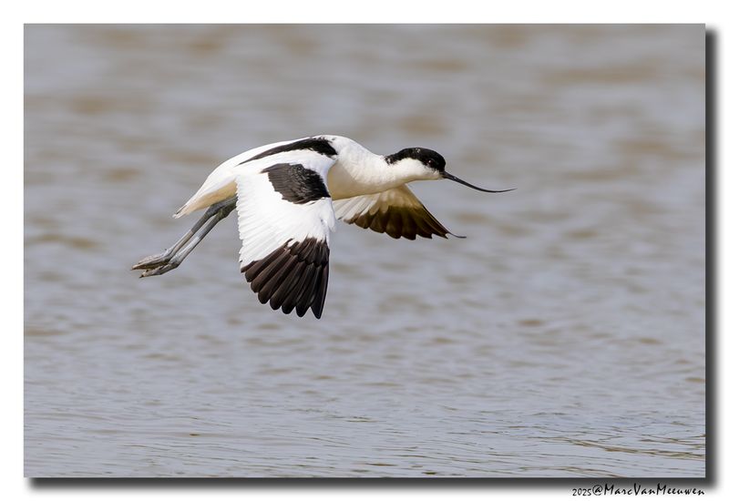 Kluut- Pied Avocet
