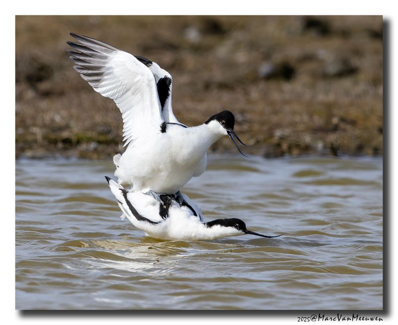 Kluut- Pied Avocet