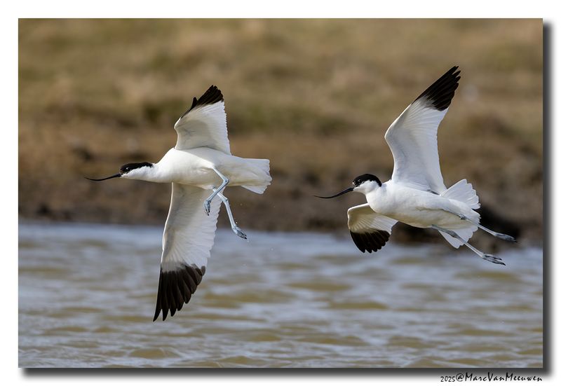 Kluut- Pied Avocet