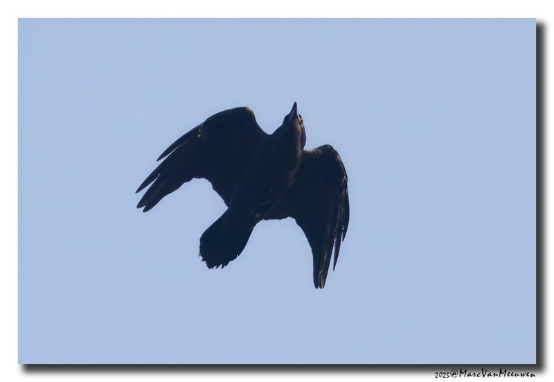Raaf - Raven
