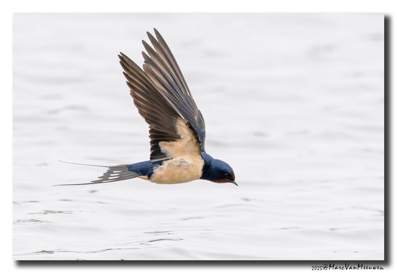 Boerenzwaluw - Barn Swallow