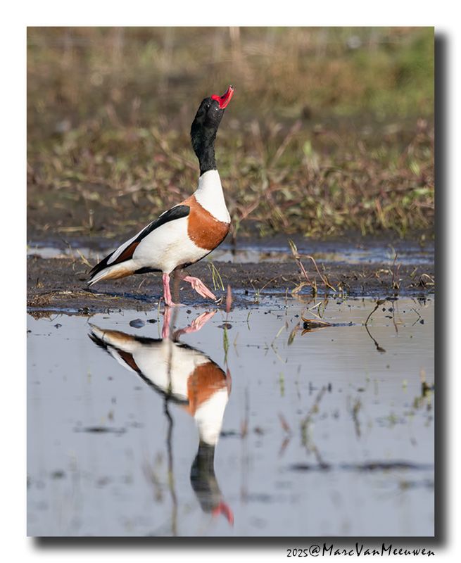 Bergeend - Shelduck