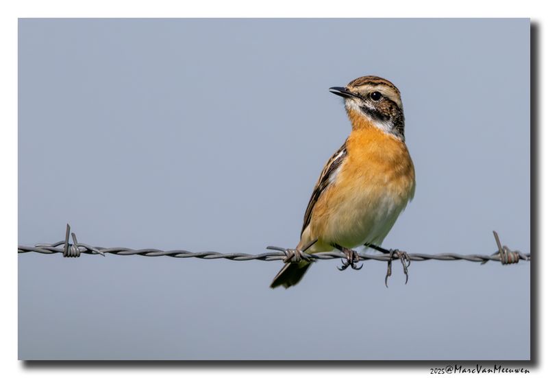 Paapje - Whinchat
