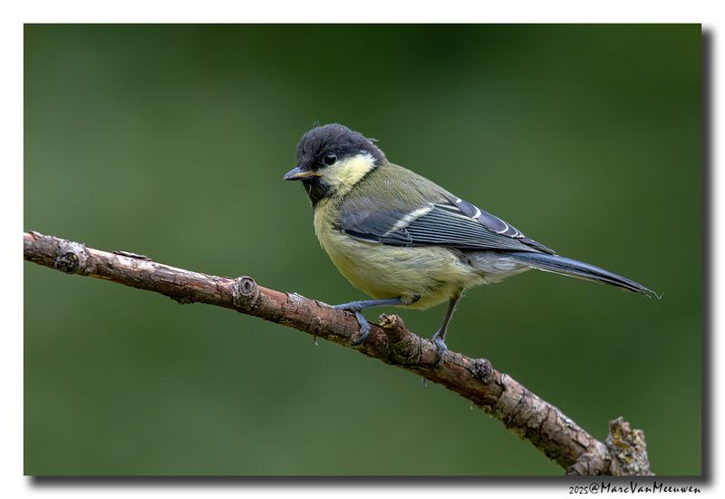 Koolmees - Great Tit