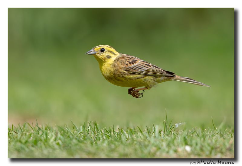 Geelgors - Yellowhammer