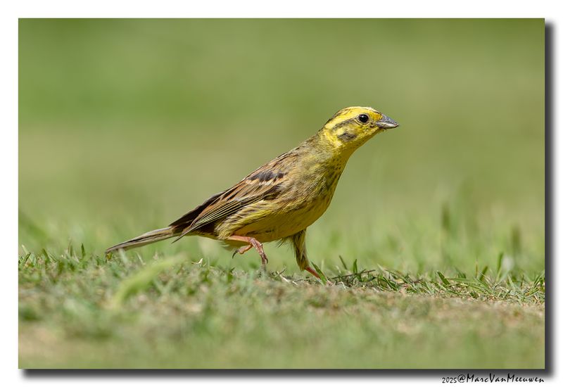 Geelgors - Yellowhammer