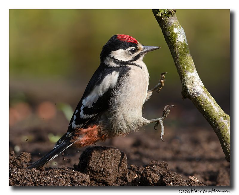 Grote Bonte Specht - Great Spotted Woodpecker