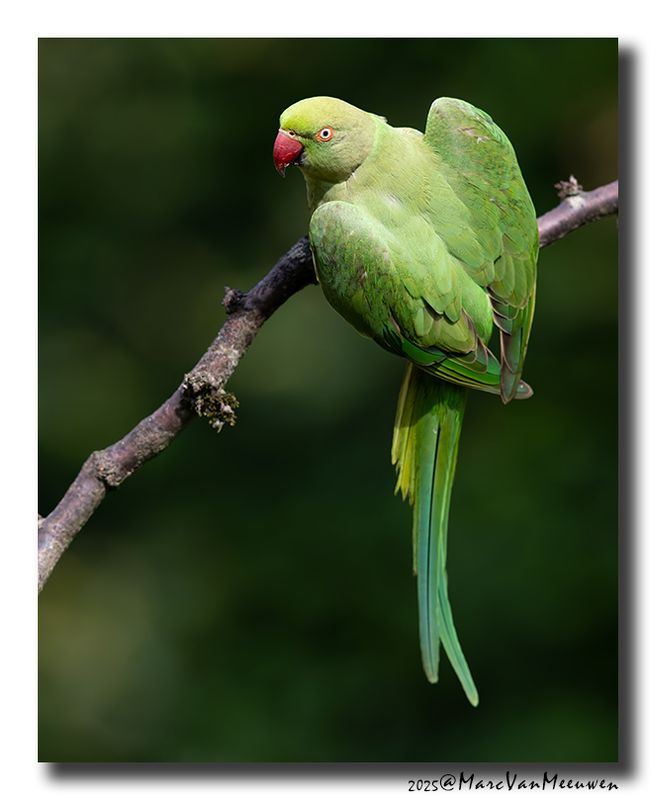 Halsbandparkiet - Rose-ringed Parakeet