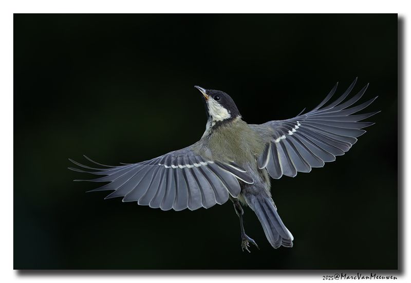 Koolmees - Great Tit