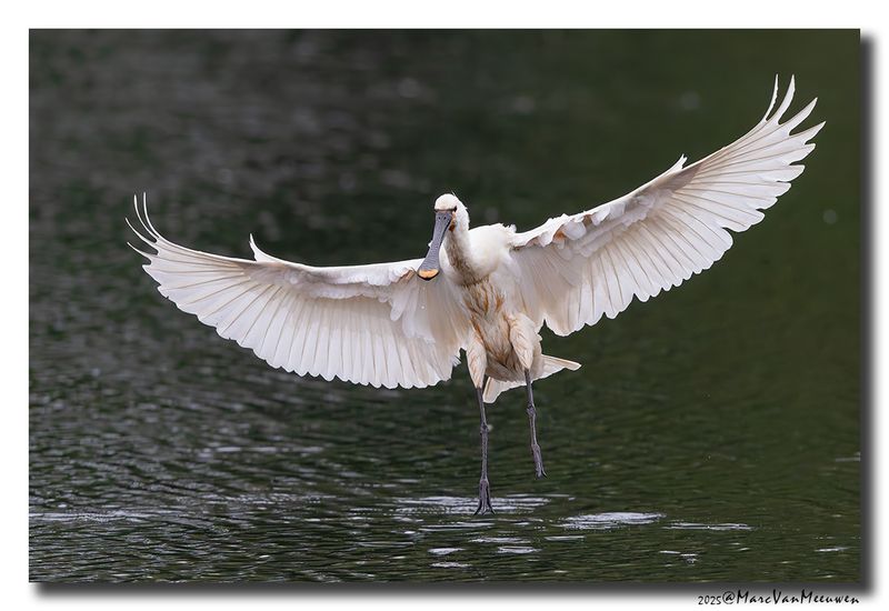 Lepelaar - Spoonbill