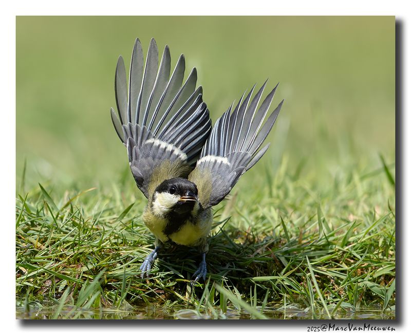 Koolmees - Great Tit