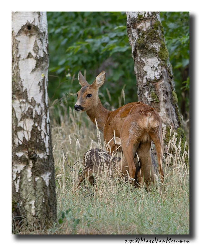 Ree - Roe deer