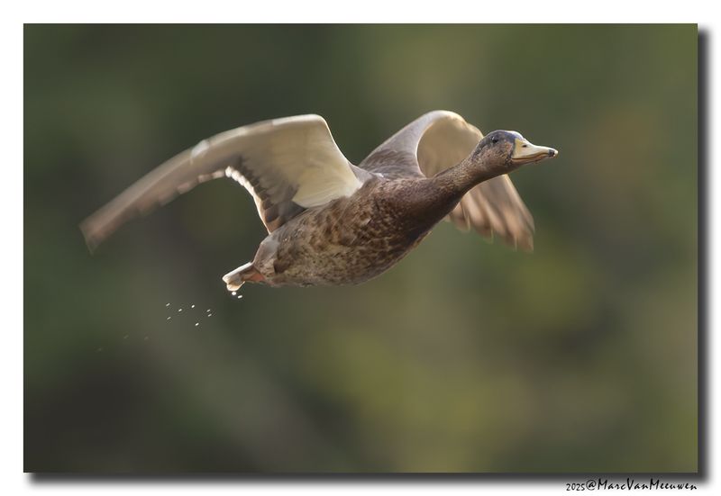 Wilde Eend - Mallard