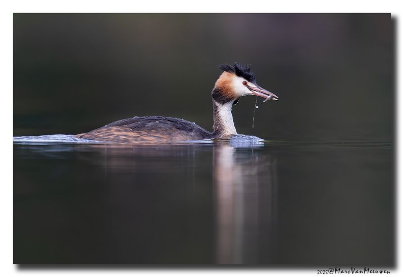 Fuut - Great Crested Grebe