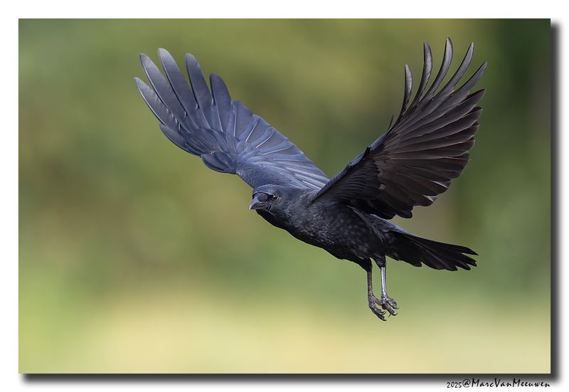 Zwarte Kraai - Carrion Crow