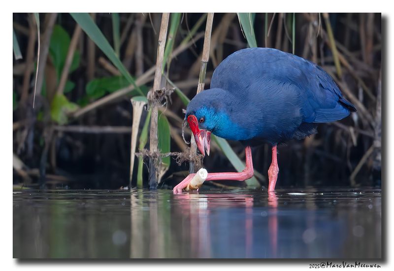 Purperkoet - Western Swamphen
