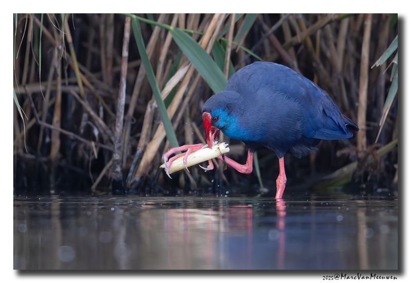 Purperkoet - Western Swamphen