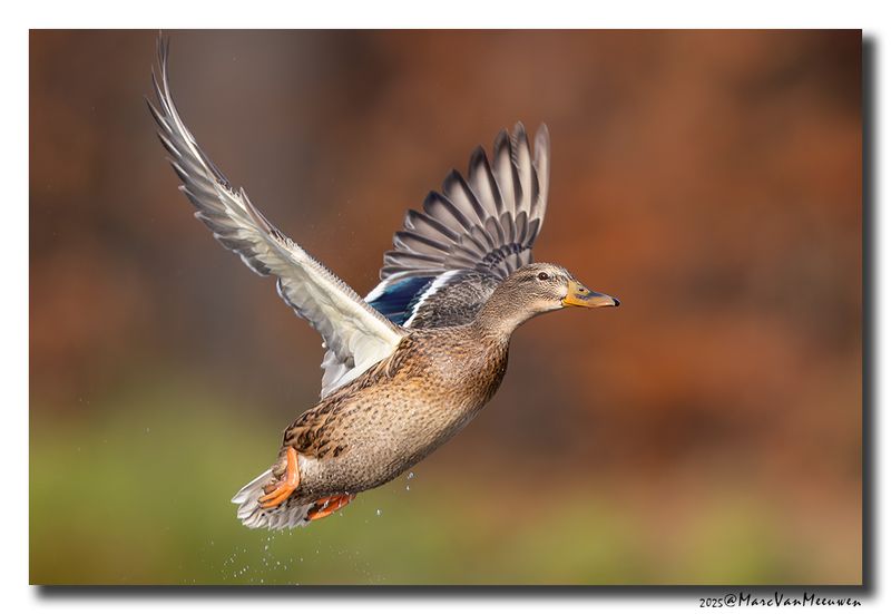 Wilde Eend - Mallard