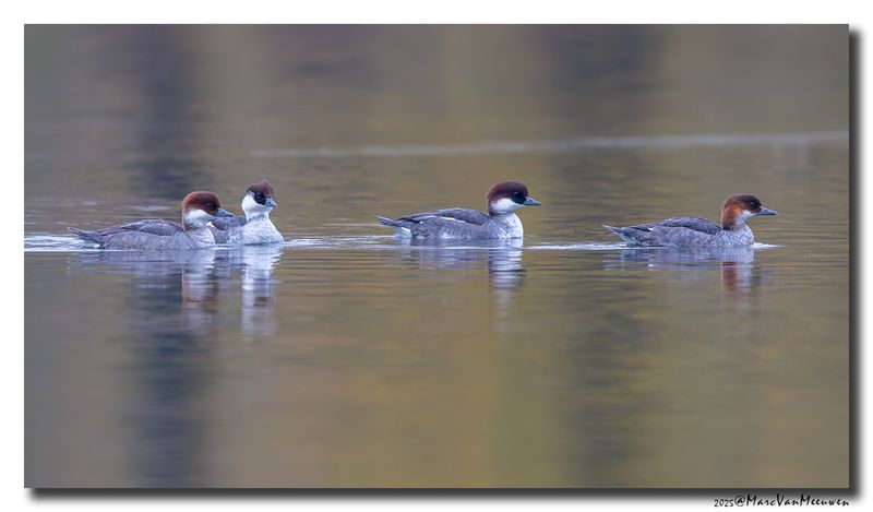 Nonnetje - Smew