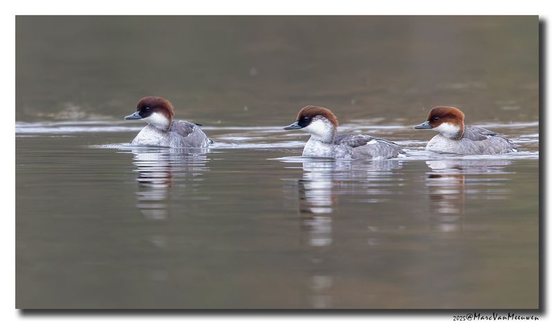 Nonnetje - Smew
