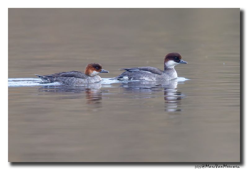 Nonnetje - Smew