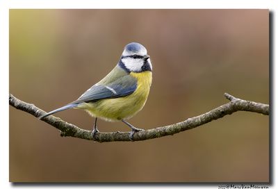 Pimpelmees - Blue Tit
