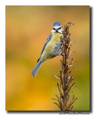 Pimpelmees - Blue Tit