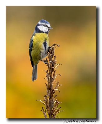 Pimpelmees - Blue Tit