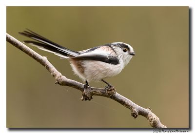 Staartmees - Long-tailed Tit