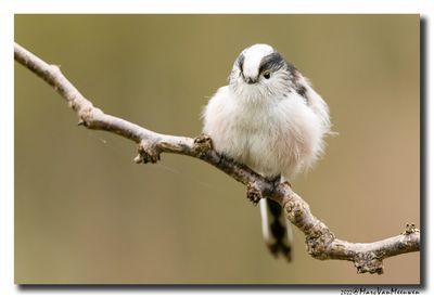 Staartmees - Long-tailed Tit