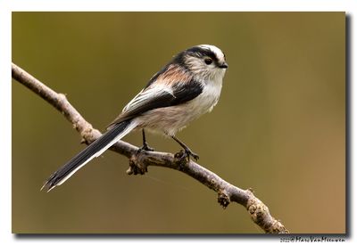 Staartmees - Long-tailed Tit