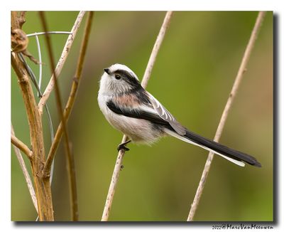 Staartmees - Long-tailed Tit