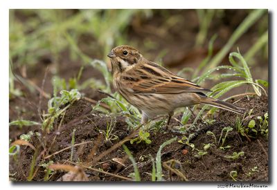 Rietgors - Reed Bunting