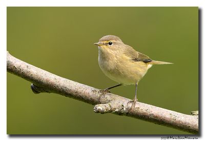 Tjiftjaf - Common Chiffchaff